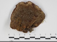 登錄號:F0034261藏品圖，第3張