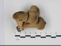 登錄號:F0034263藏品圖，第1張