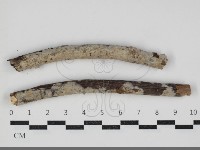 刺皮菌屬藏品圖，第1張