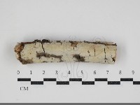 擬筍殼菌屬藏品圖，第1張