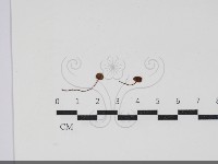 盔孢傘屬藏品圖，第1張