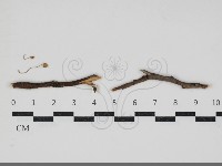 登錄號:F0034272藏品圖，第1張