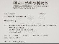 微皮傘屬藏品圖，第2張