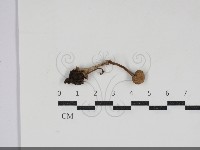 登錄號:F0034274藏品圖，第1張