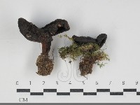 登錄號:F0034276藏品圖，第1張