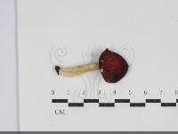 登錄號:F0034278藏品圖，第1張