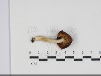登錄號:F0034278藏品圖，第3張