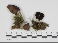 登錄號:F0034281藏品圖，第1張