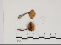 登錄號:F0034282藏品圖，第1張