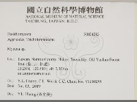 小菇屬藏品圖，第2張