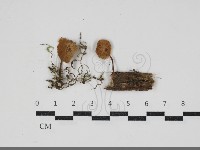 小菇屬藏品圖，第1張