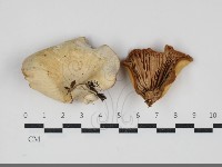 登錄號:F0034285藏品圖，第1張