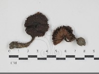 登錄號:F0034286藏品圖，第1張