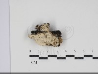 登錄號:F0034293藏品圖，第1張