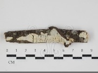 燈籠囊擬射脈菌藏品圖，第1張