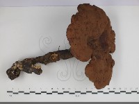 登錄號:F0034297藏品圖，第2張