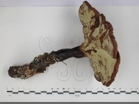 登錄號:F0034297藏品圖，第1張