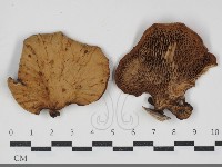 登錄號:F0034298藏品圖，第1張