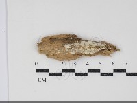 登錄號:F0034302藏品圖，第1張