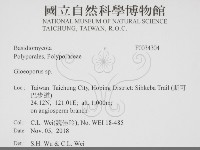 膠孔菌屬藏品圖，第2張