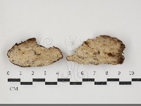 薄孔菌屬藏品圖，第1張