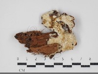 登錄號:F0034308藏品圖，第1張