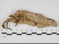 登錄號:F0034311藏品圖，第2張