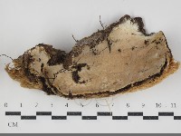 登錄號:F0034316藏品圖，第1張