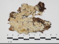 登錄號:F0034318藏品圖，第1張