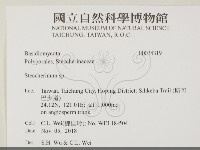 齒耳菌屬藏品圖，第2張