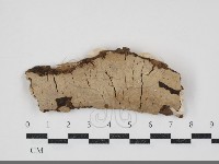 刺皮菌屬藏品圖，第1張