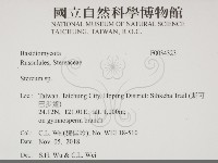 韌革菌屬藏品圖，第2張