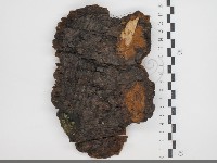 登錄號:F0034326藏品圖，第3張