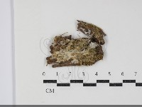 登錄號:F0034339藏品圖，第1張
