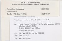 管齒菌屬藏品圖，第3張