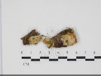 登錄號:F0034344藏品圖，第1張