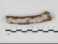 顯絲菌屬藏品圖，第1張