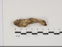 登錄號:F0034358藏品圖，第1張