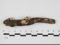 登錄號:F0034362藏品圖，第1張