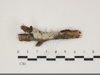 登錄號:F0034368藏品圖，第1張
