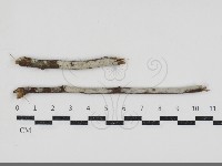 登錄號:F0034369藏品圖，第1張