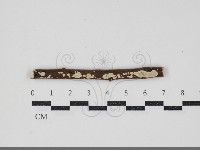 登錄號:F0034370藏品圖，第1張