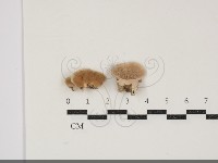登錄號:F0034371藏品圖，第1張