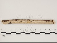 登錄號:F0034385藏品圖，第1張