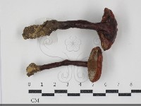 登錄號:F0034394藏品圖，第1張