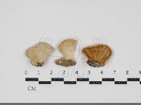 登錄號:F0034397藏品圖，第1張