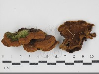 登錄號:F0034403藏品圖，第1張