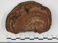 登錄號:F0034404藏品圖，第1張