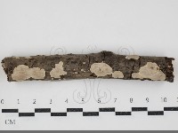 刺皮菌屬藏品圖，第1張