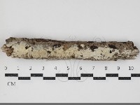 登錄號:F0034410藏品圖，第2張